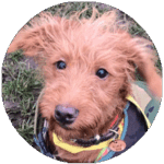 Home testimonials max