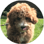 Home testimonials thimma